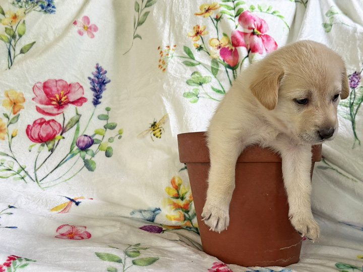 chinook puppy